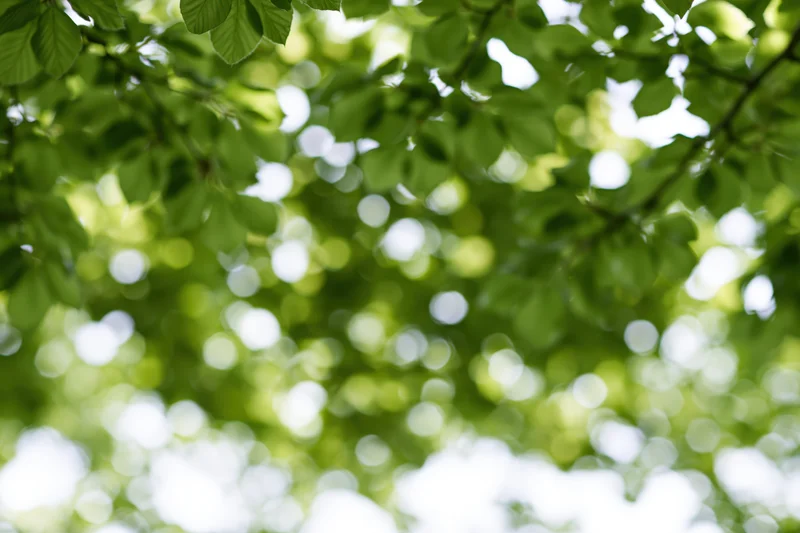 Sunlight filtering through dense green tree canopy outdoors