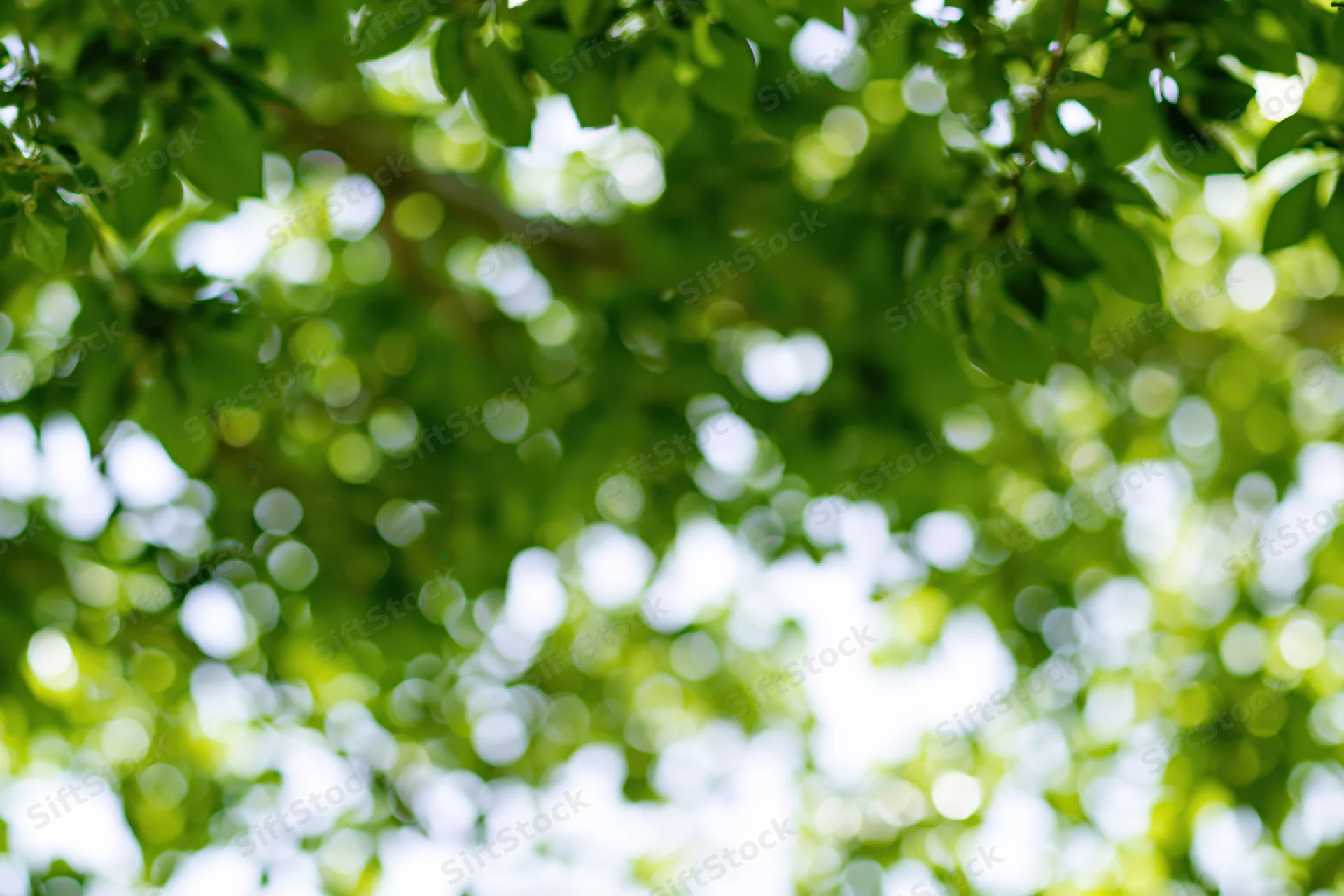 Sunlight filtering through dense green tree canopy creating dappled light and bokeh effect