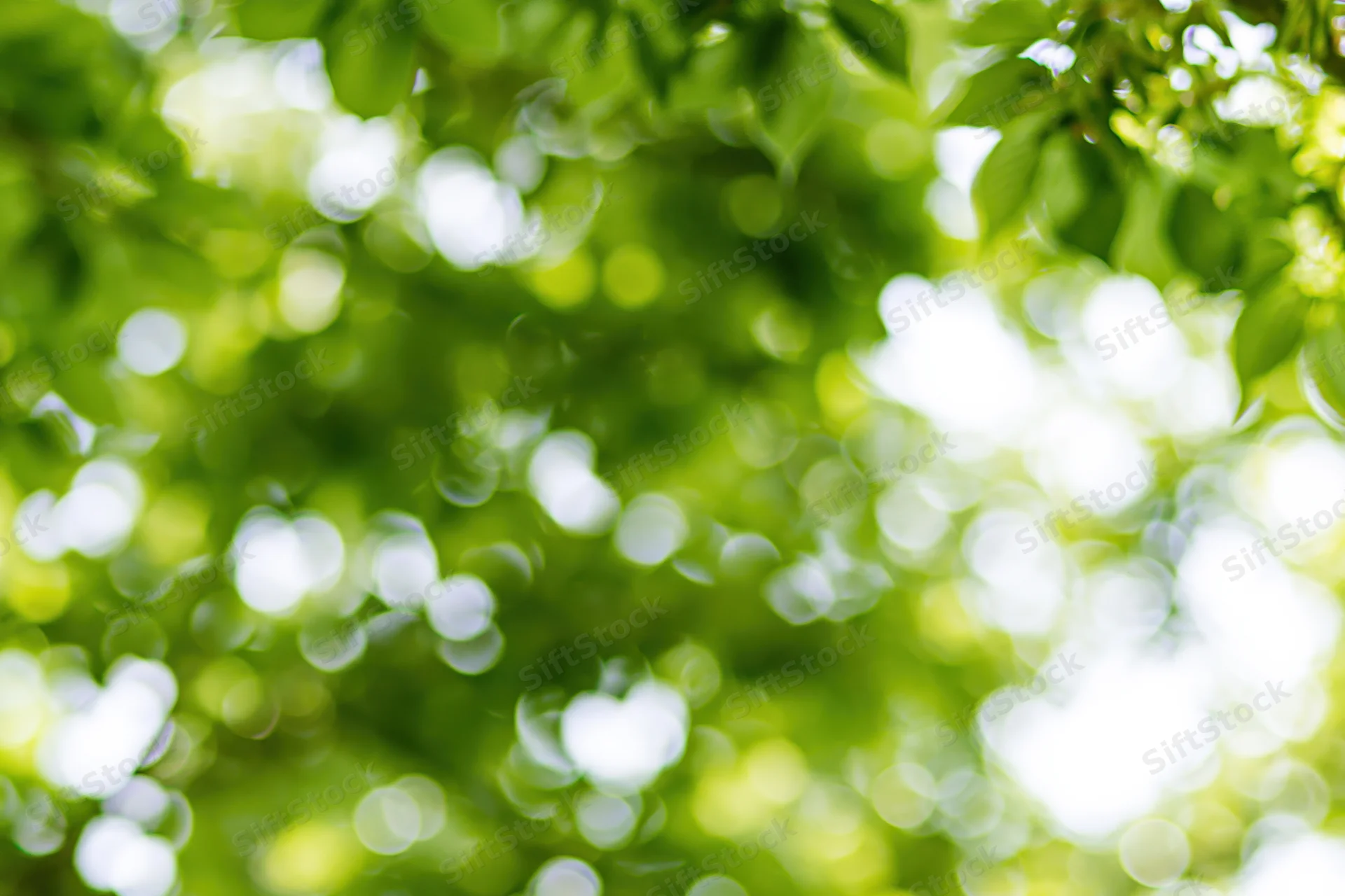 Sunlight filtering through dense green tree canopy creating soft bokeh effect outdoors