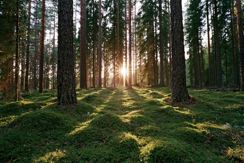 Sunlight streaming through tall pine and spruce tree trunks in a moss-covered forest floor