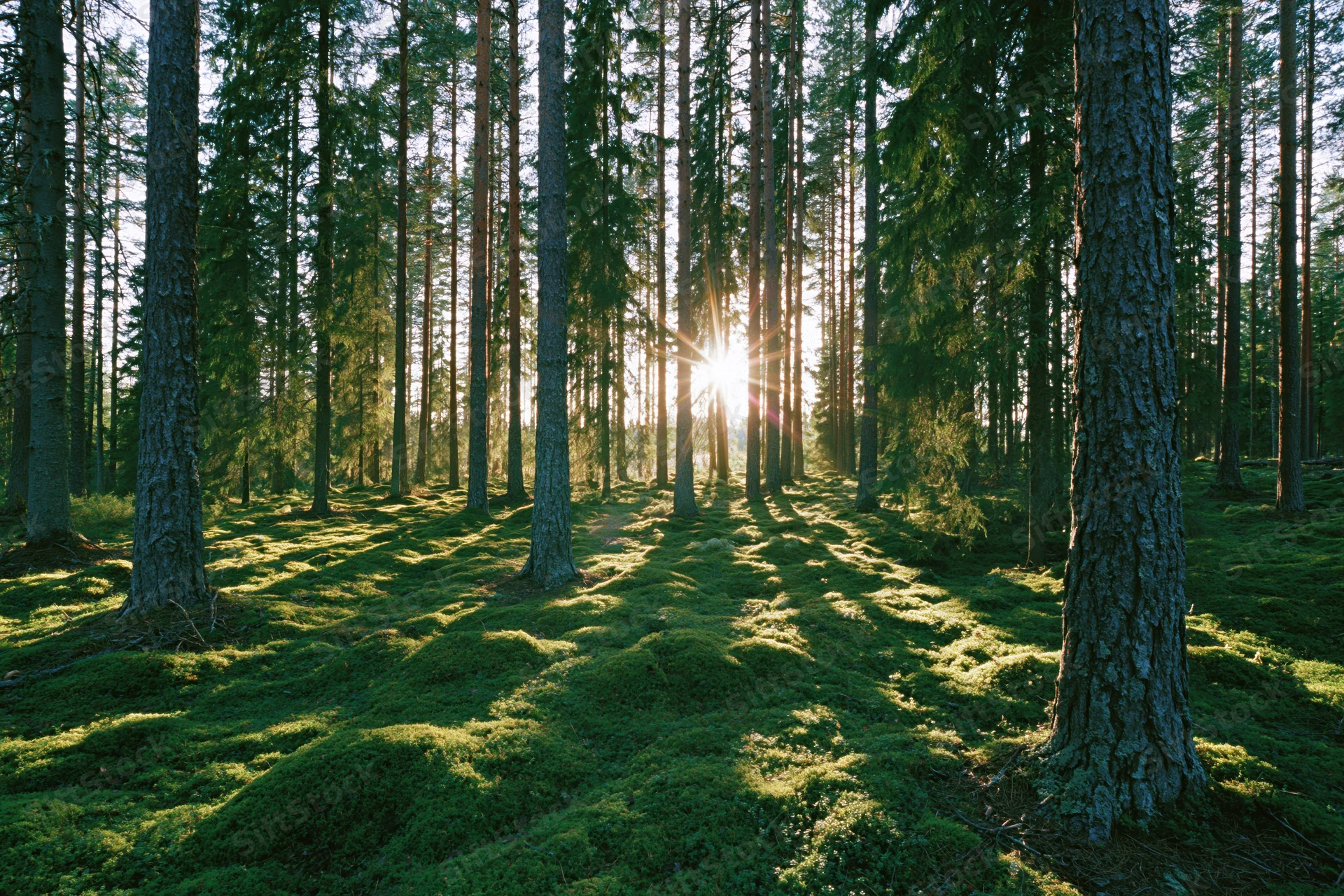 Sunlight streaming through tall pine and spruce tree trunks in a moss-covered forest