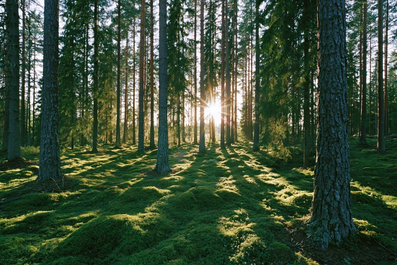 Sunlight streaming through tall pine and spruce tree trunks in a moss-covered forest