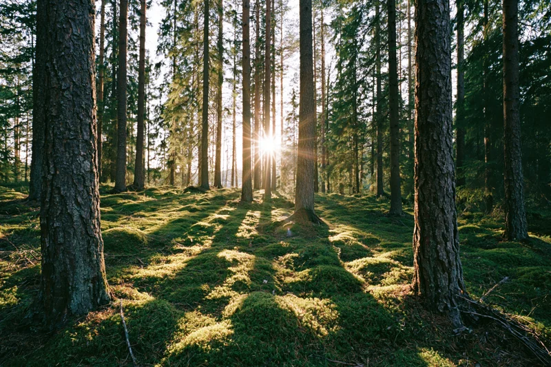 Sunlight streaming through tall pine and spruce tree trunks in a moss-covered forest