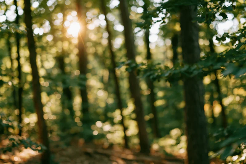 Sunlit forest grove with tall trees and dappled light filtering through the canopy