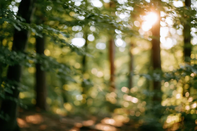 Sunlit forest grove with dappled light filtering through tall trees and green foliage