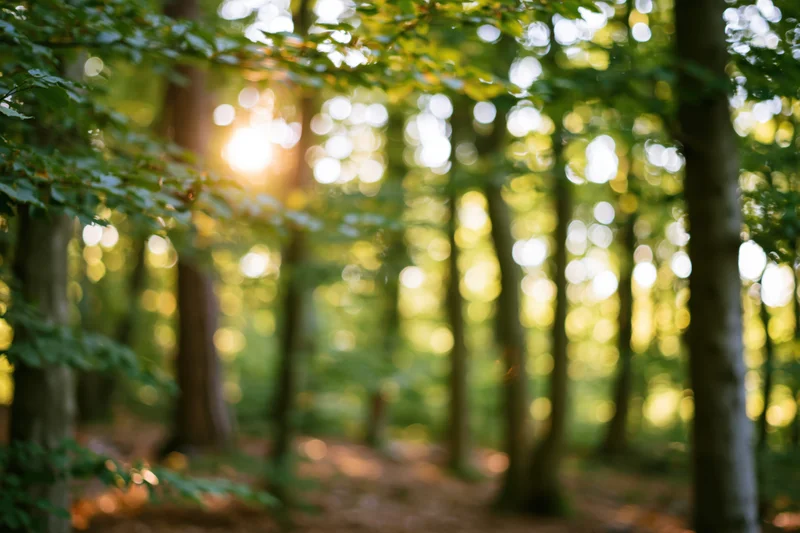 Sunlit forest grove with dappled light filtering through tall trees and green foliage