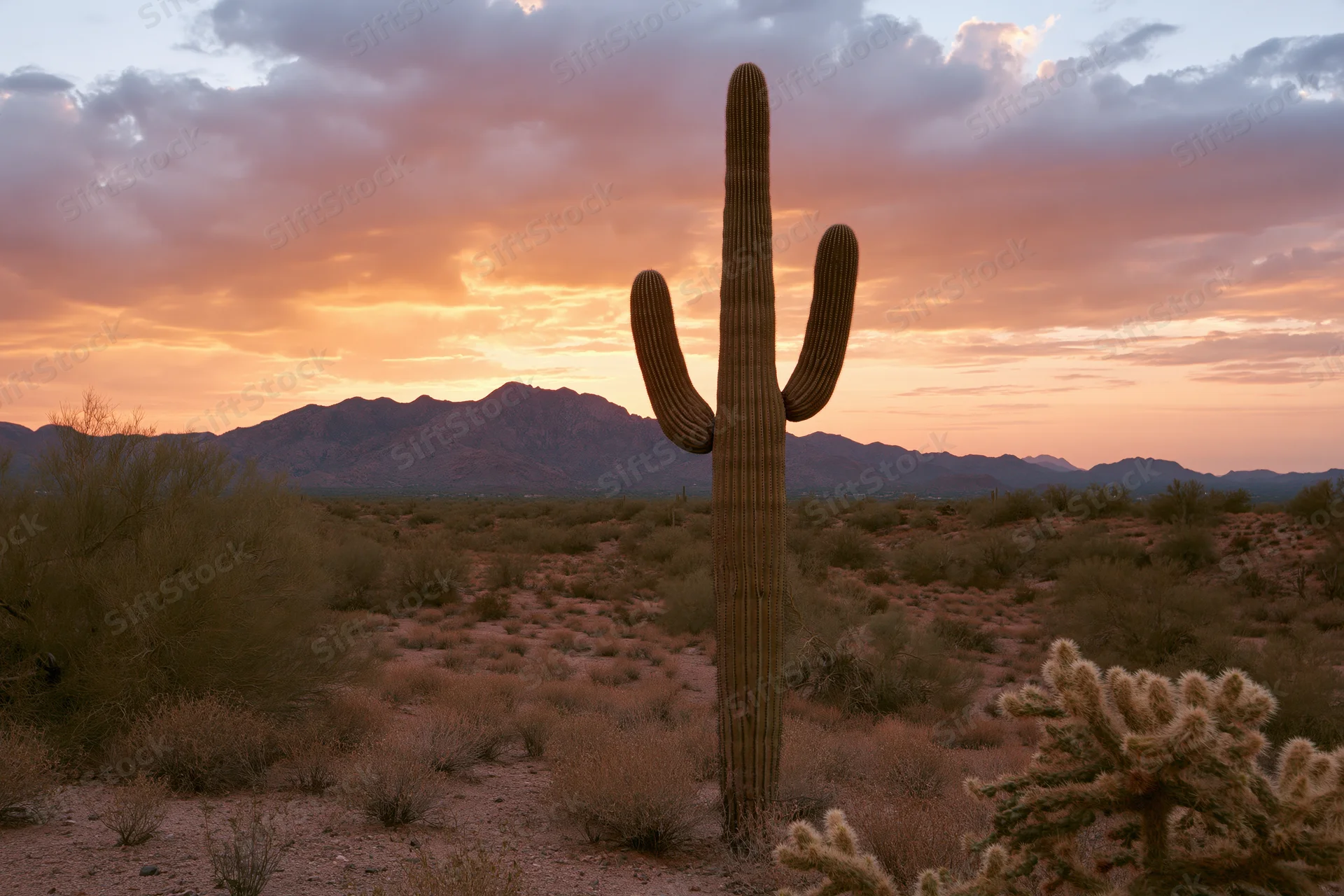 Tall saguaro cactus standing alone in sonoran desert landscape at sunset with mountains in background