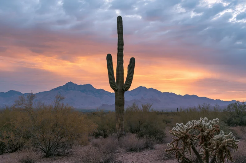Tall saguaro cactus standing alone in sonoran desert landscape at sunset with mountains in background