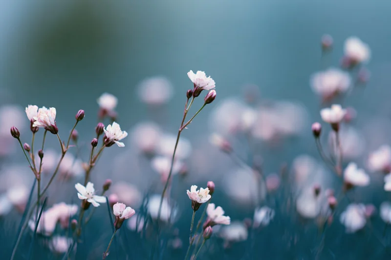 Tiny white-pink wildflowers and buds on slender stems in a soft-focus natural setting