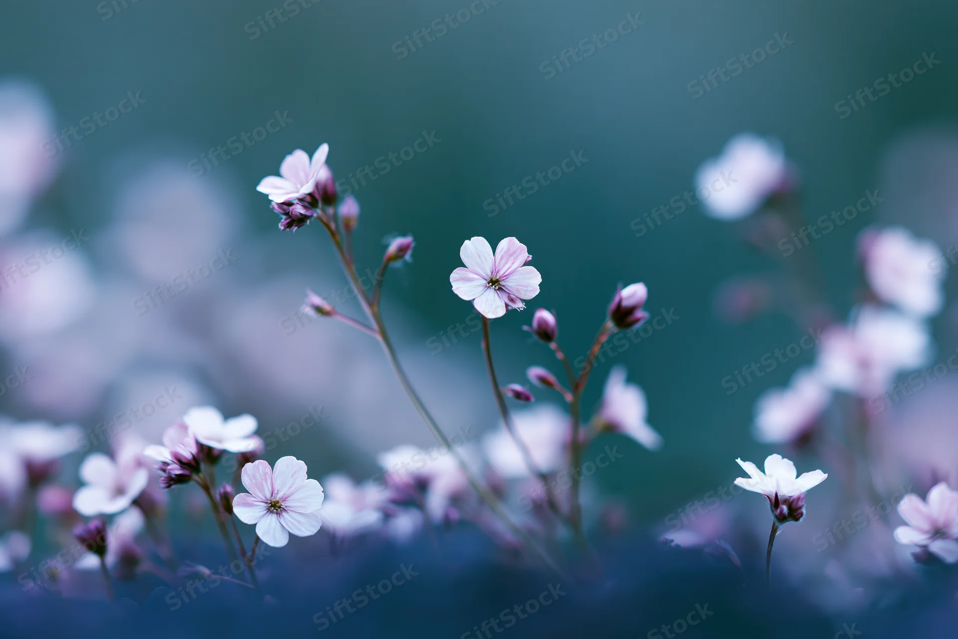 Tiny white-pink wildflowers and buds on slender stems in soft focus with blurred background
