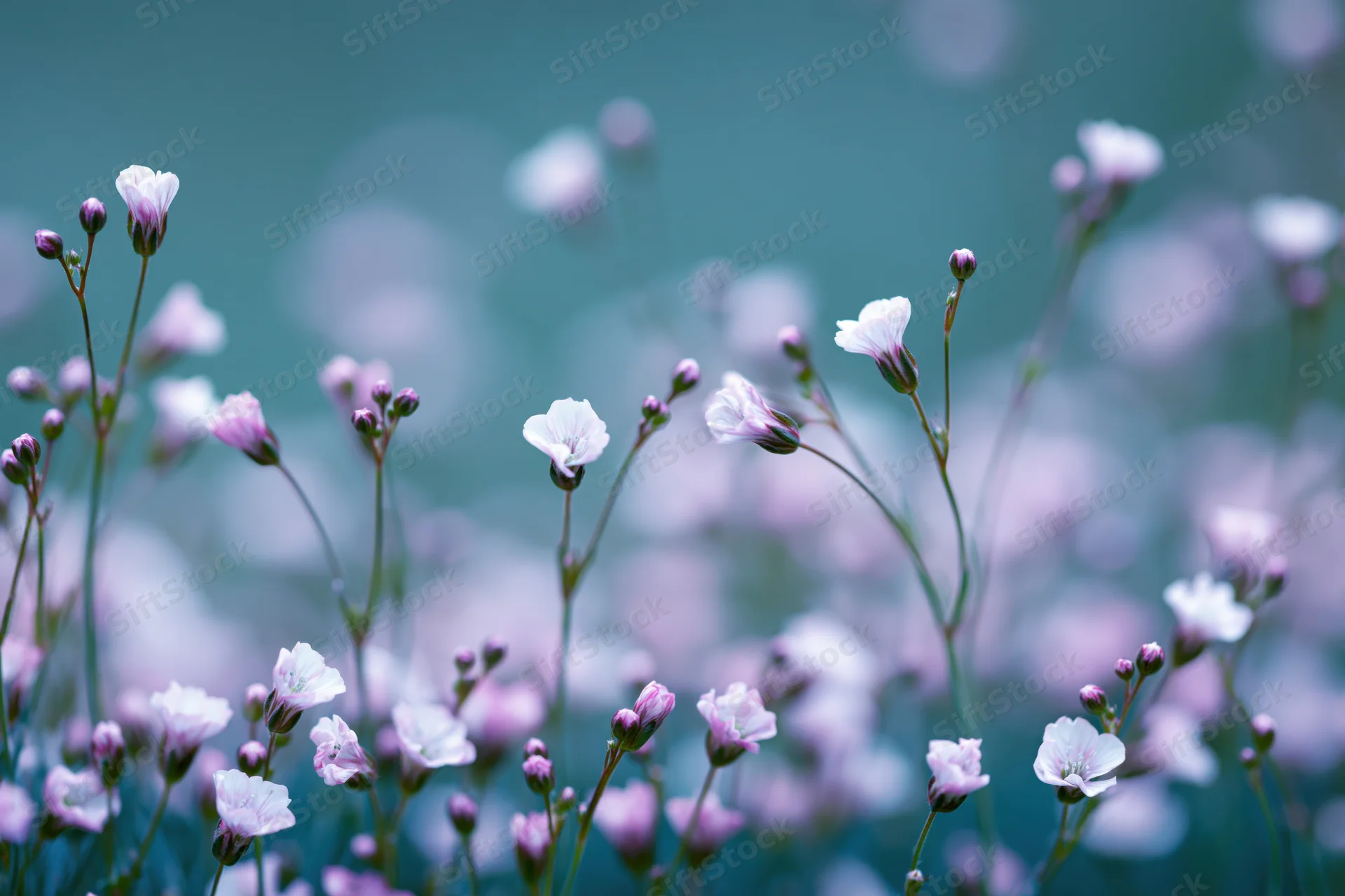 Tiny white-pink wildflowers and buds on slender stems in soft focus with blurred background
