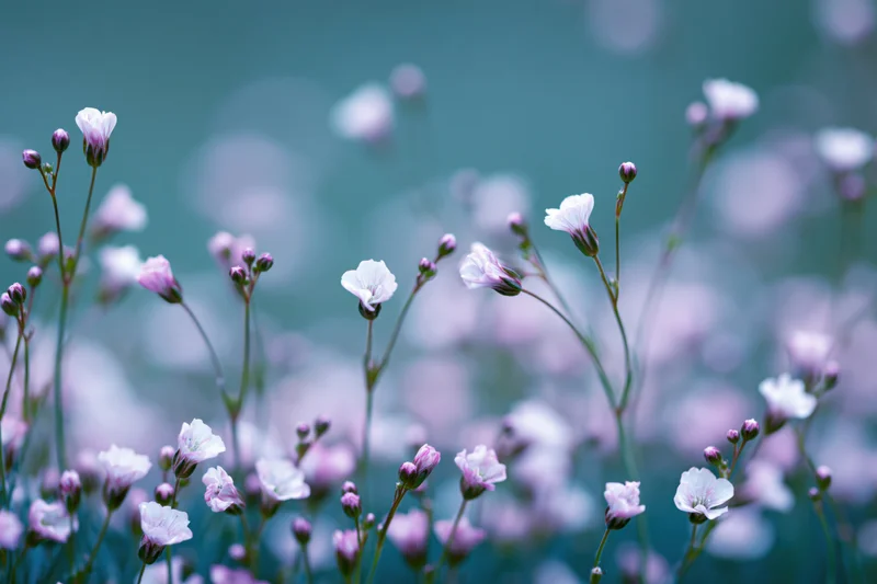Tiny white-pink wildflowers and buds on slender stems in soft focus with blurred background
