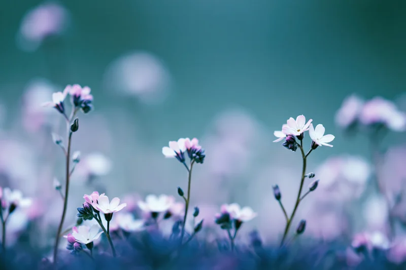 Tiny white-pink wildflowers and buds on slender stems in a soft-focus meadow with bokeh background