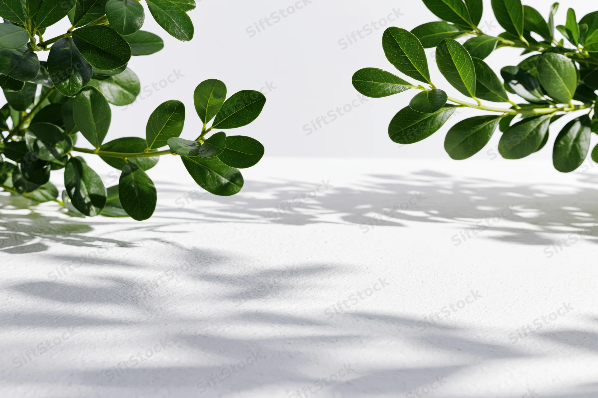 Two green plant branches with glossy oval leaves framing a white surface with shadows