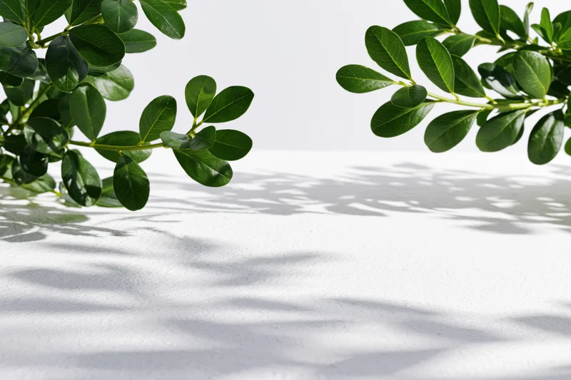 Two green plant branches with glossy oval leaves framing a white surface with shadows