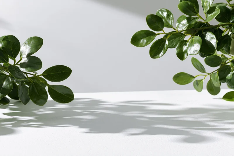Two green plant branches with glossy oval leaves framing a white surface with soft shadows