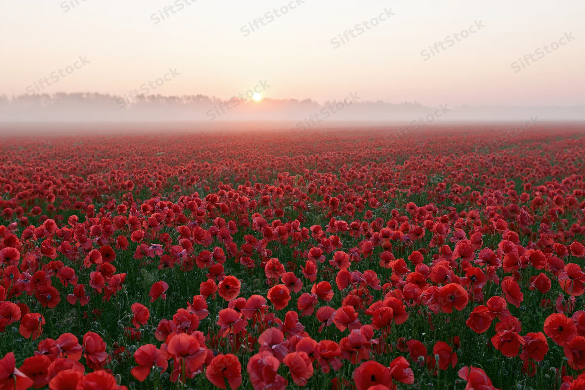 Vast field of red poppies stretching to the horizon at sunrise with fog over rural landscape