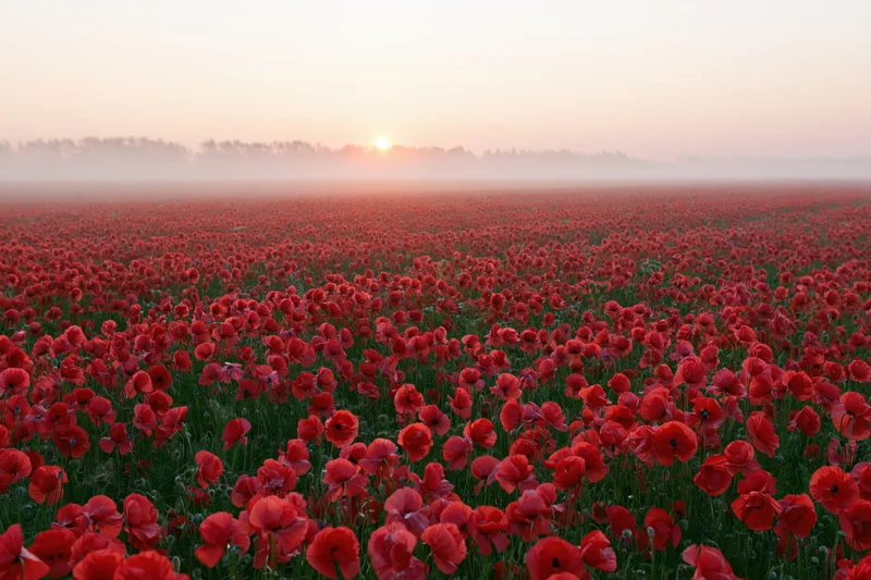 Vast field of red poppies stretching to the horizon at sunrise with fog over rural landscape