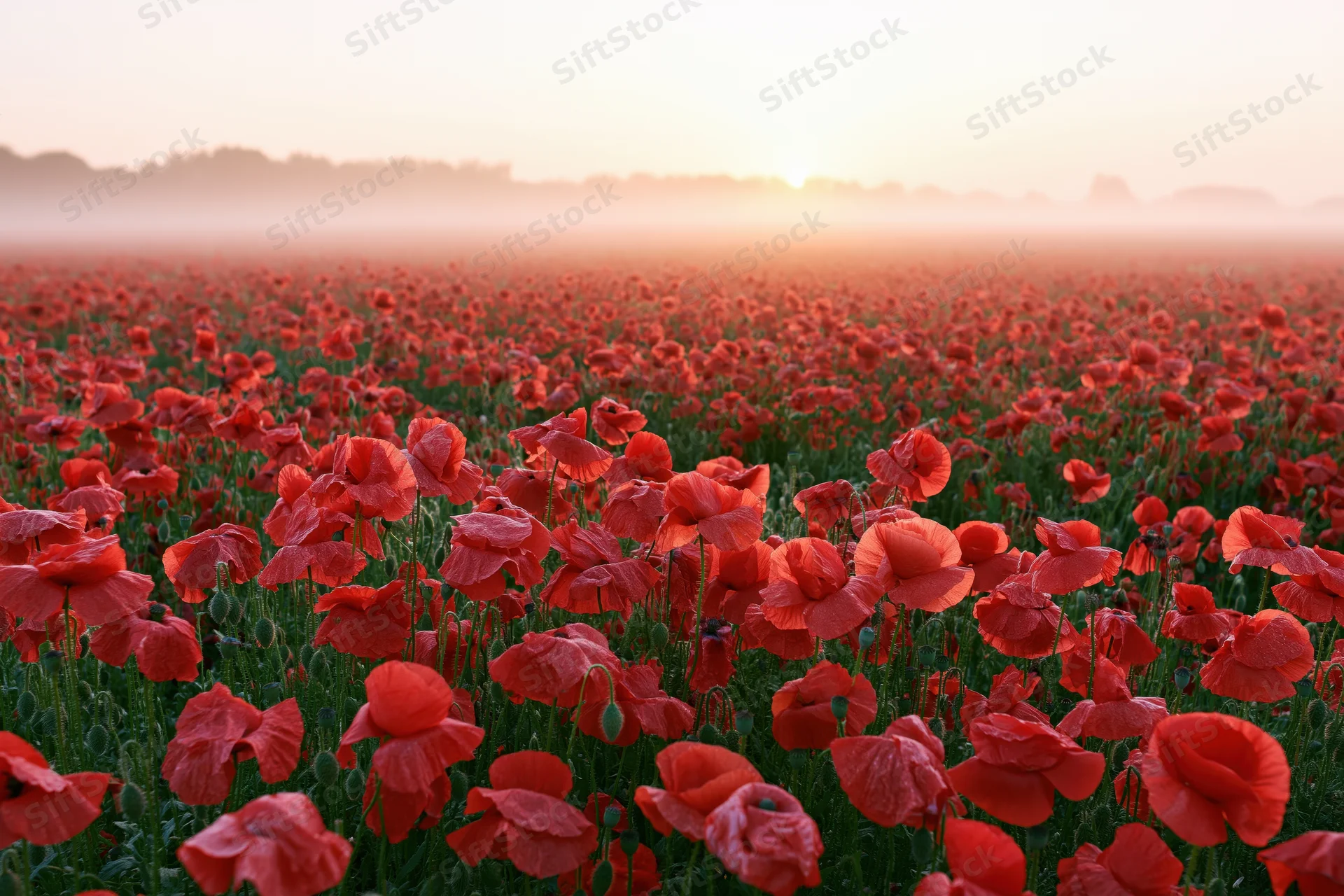 Vast field of red poppies stretching to the horizon under soft dawn light
