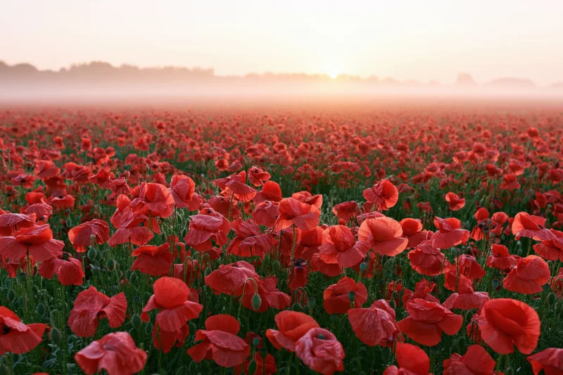 Vast field of red poppies stretching to the horizon under soft dawn light