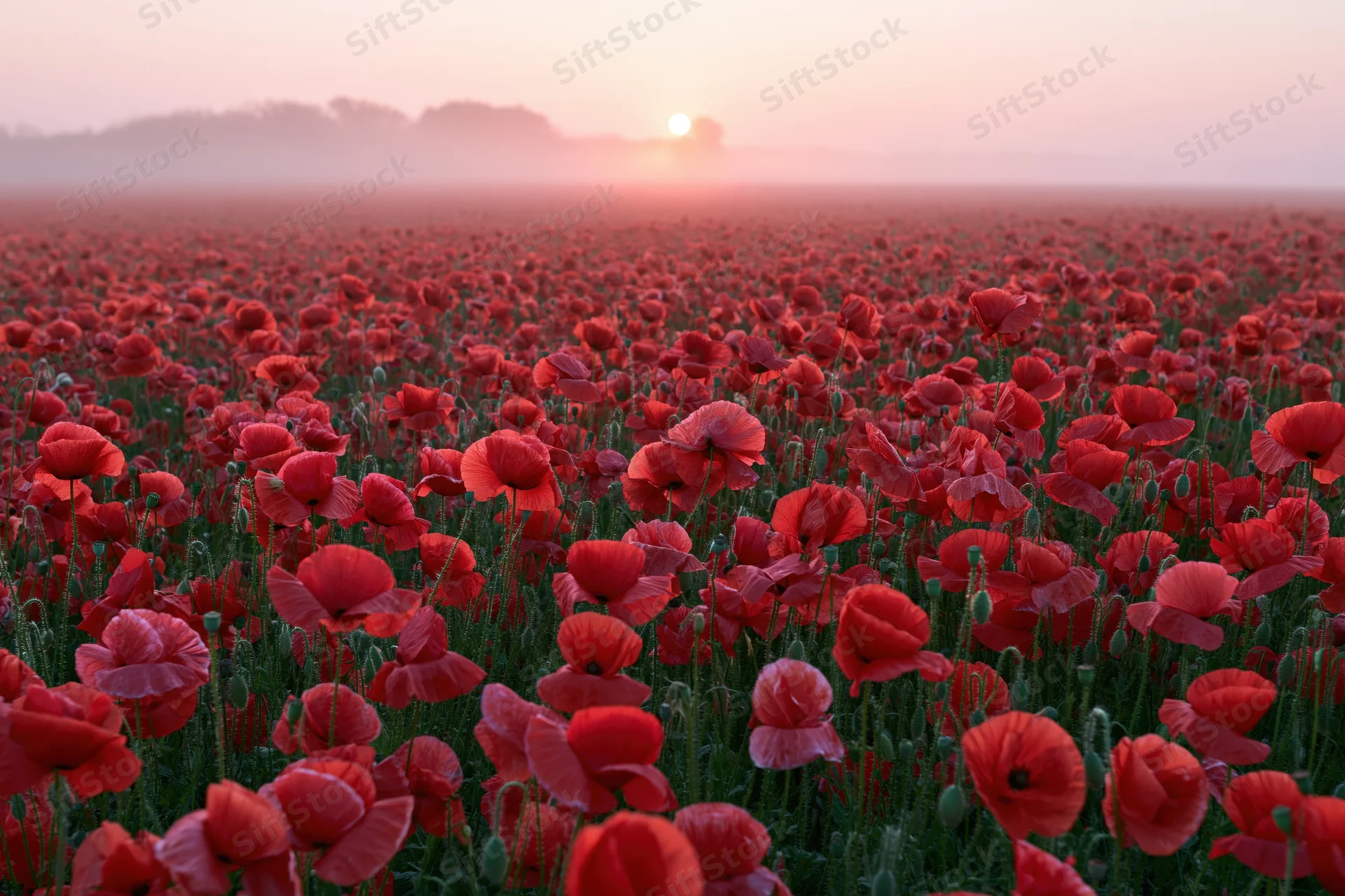 Vast field of red poppies stretching to the horizon at sunset