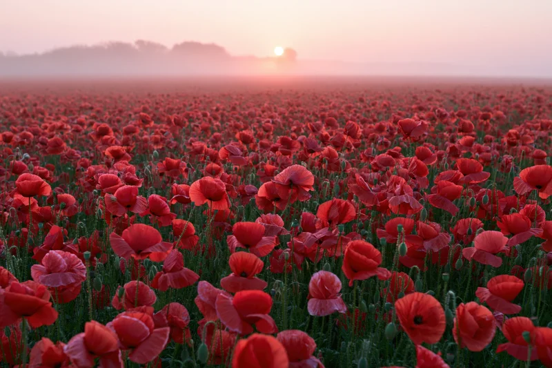 Vast field of red poppies stretching to the horizon at sunset