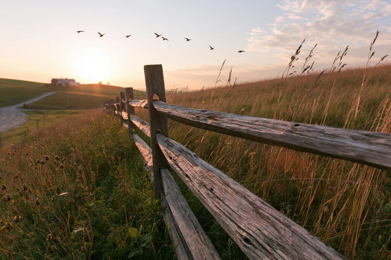 Weathered wooden split-rail fence running along a rural meadow at sunset with birds flying overhead and distant farmhouse on horizon