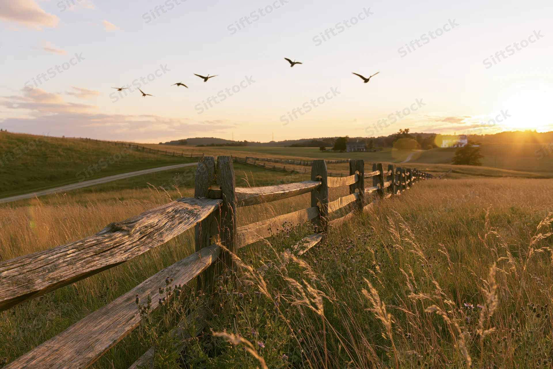 Weathered wooden split-rail fence running along a rural meadow at sunset with birds flying overhead