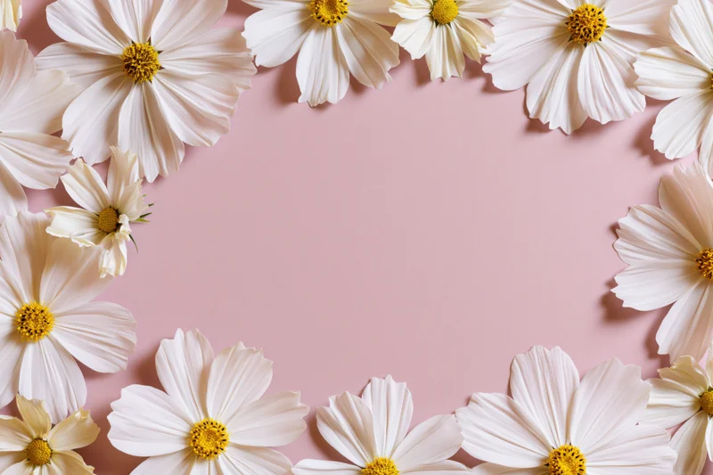 White cosmos flowers with yellow centers arranged in a flat lay frame on pink background with copyspace