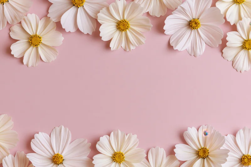 White cosmos flowers with yellow centers arranged in a flat lay border on pink background with copyspace