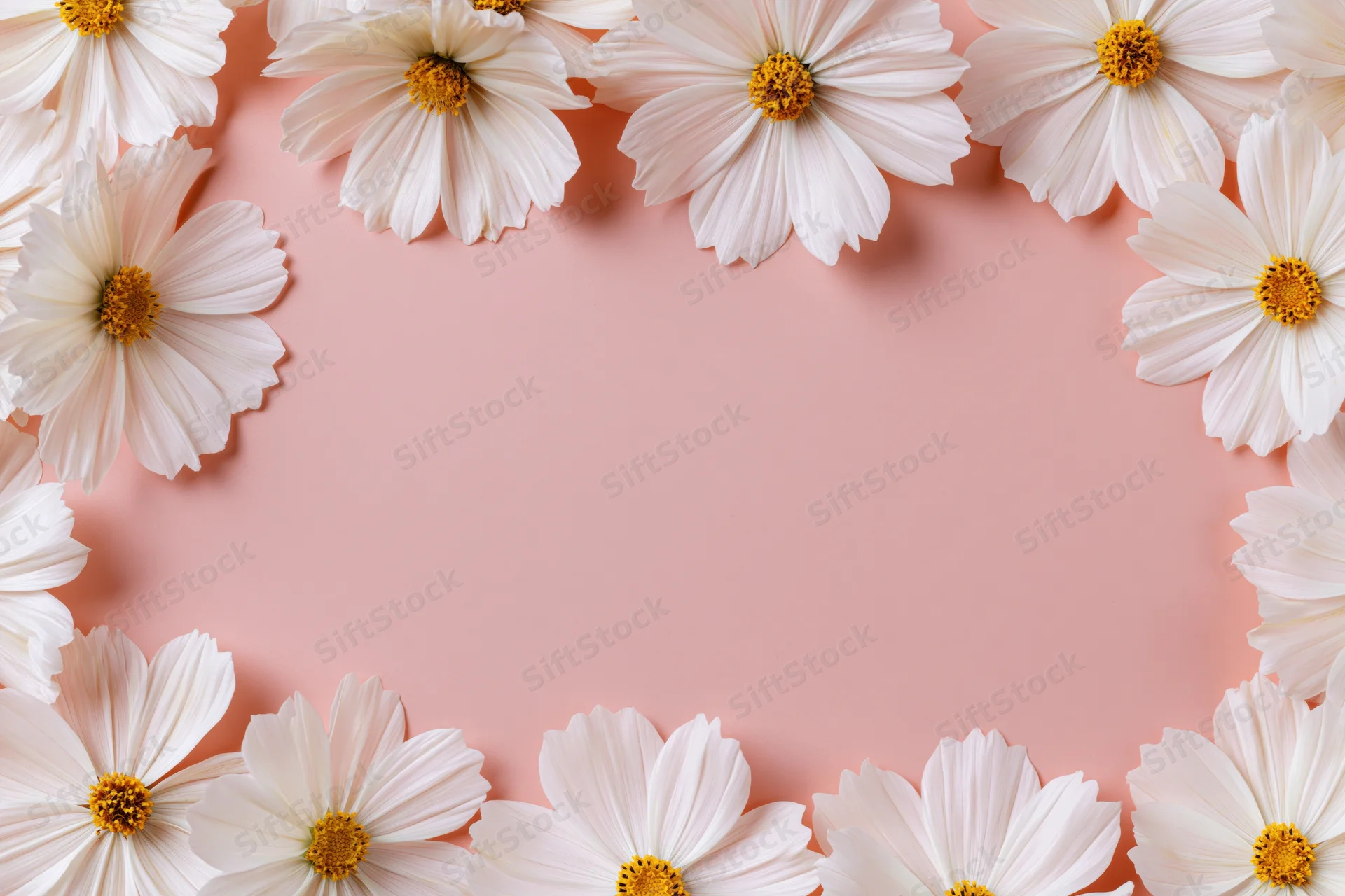 White cosmos flowers with yellow centers arranged in a flat lay frame on pink background with copyspace