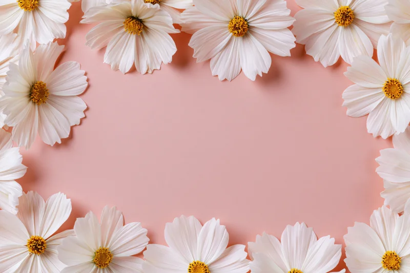 White cosmos flowers with yellow centers arranged in a flat lay frame on pink background with copyspace