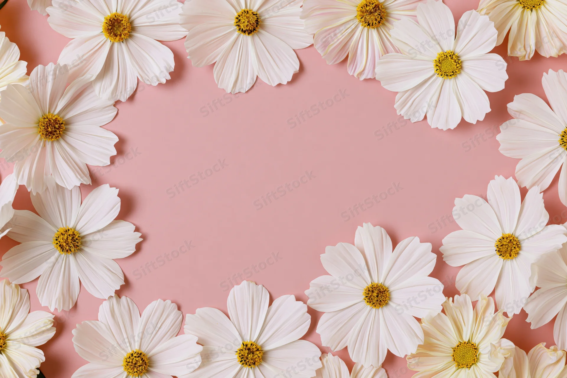 White cosmos flowers arranged in a flat lay frame on pink background with copyspace