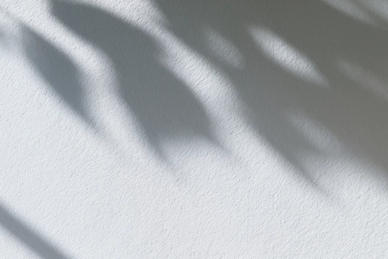 Dappled leaf shadows on a white textured wall surface