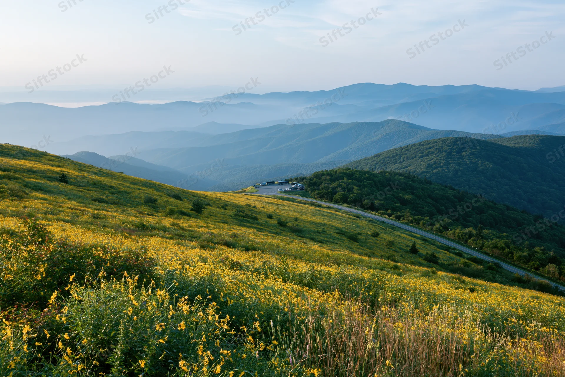 Wide hillside covered in blooming wild sunflowers overlooking layered mountains and a winding road
