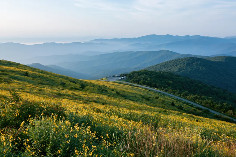 Wide hillside covered in blooming wild sunflowers overlooking layered mountains and a winding road