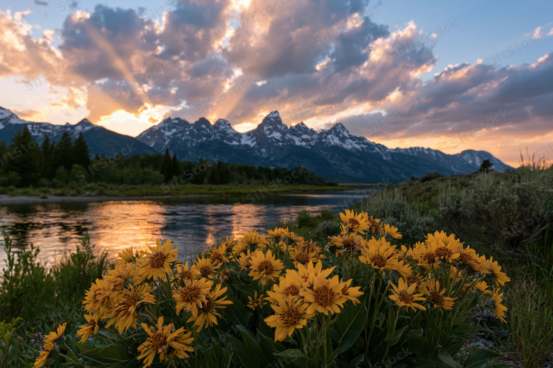 Snow-capped mountain range at golden hour reflected in river with yellow wildflowers in foreground