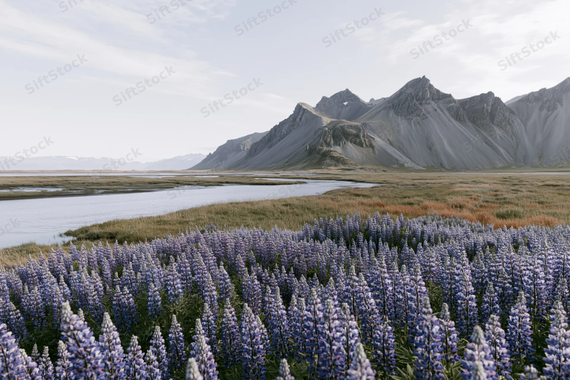 Dense field of purple and blue lupin flowers in a meadow beside a river with mountains in the background