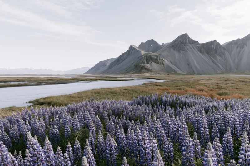 Dense field of purple and blue lupin flowers in a meadow beside a river with mountains in the background