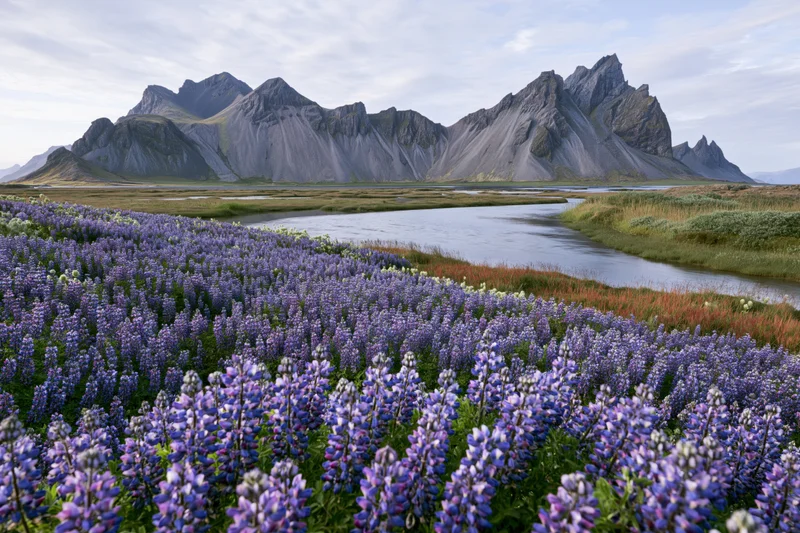 Dense field of purple and blue lupin flowers along a river in a mountain valley