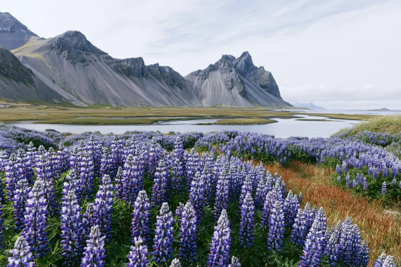 Dense field of purple and blue lupin flowers in a mountain valley with a river and rocky peaks in the background