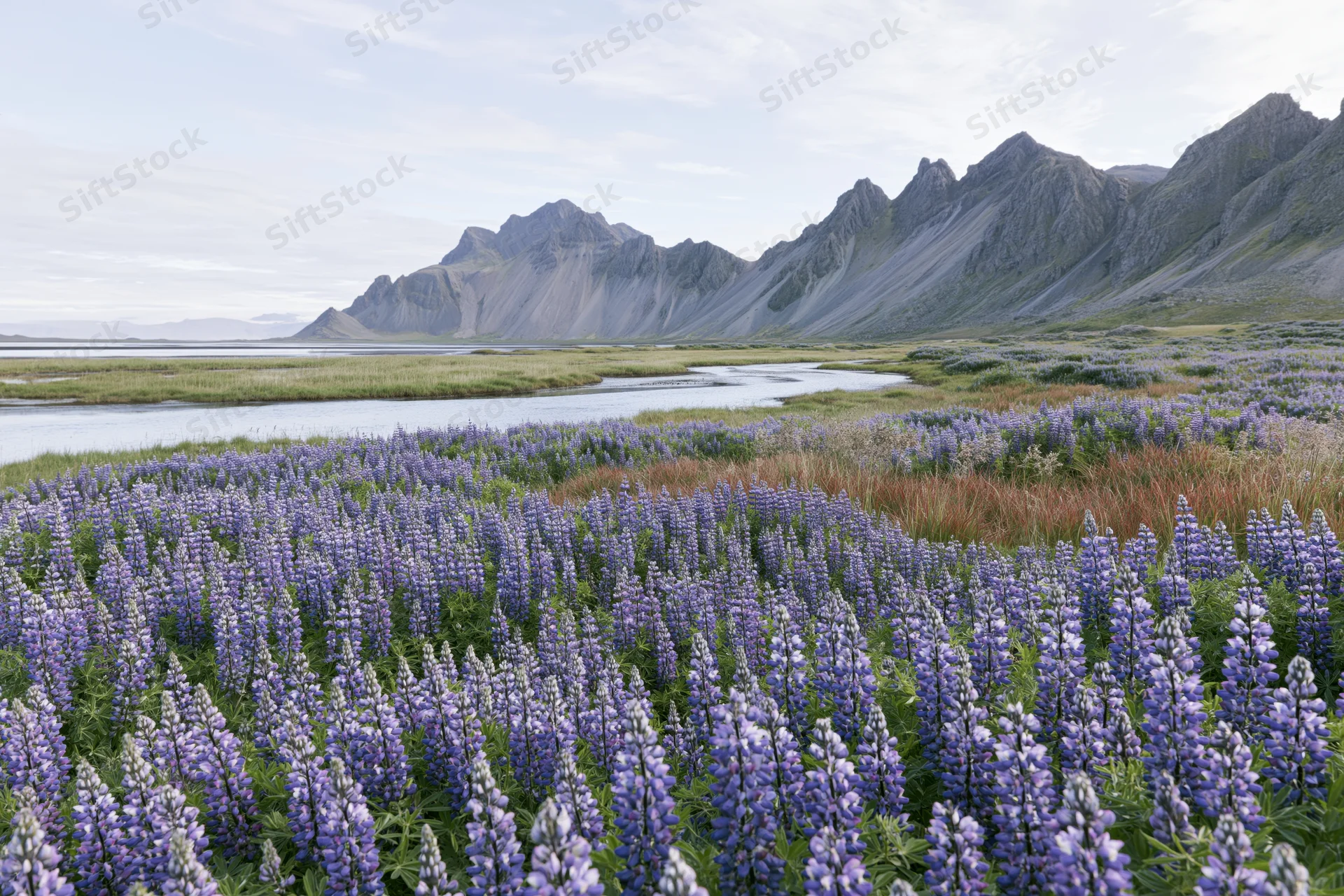 Dense field of purple and blue lupin flowers in a mountain valley with a river and rocky peaks in the background
