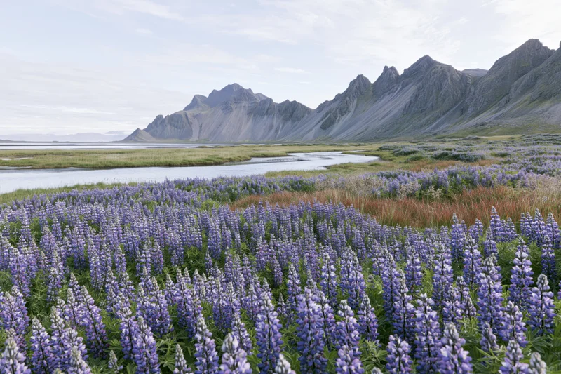 Lupine Field with Majestic Mountains, Lake, and Open Sky