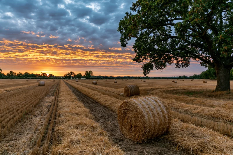 Harvested wheat field with hay bales arranged in rows under a sunset sky near a large oak tree