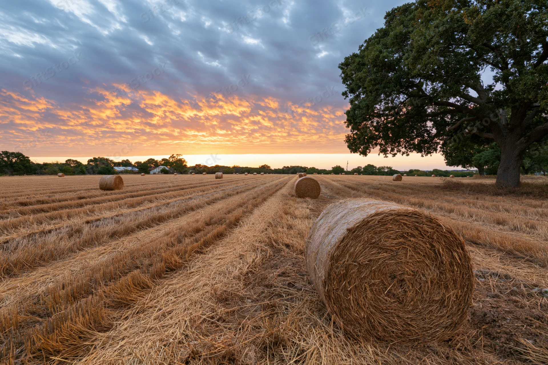 Harvested wheat field with scattered hay bales under a colorful sunset sky