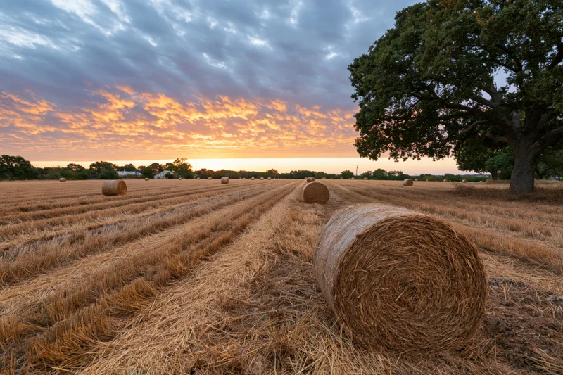 Harvested wheat field with scattered hay bales under a colorful sunset sky