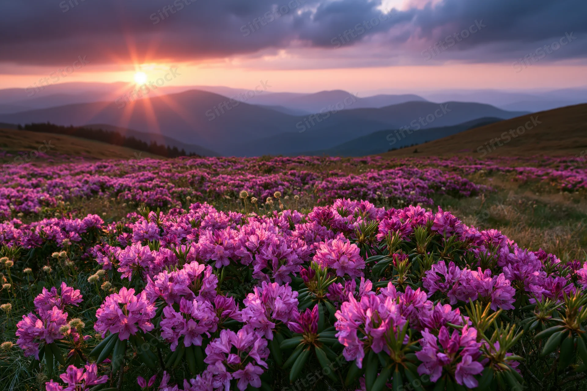 Alpine meadow covered in blooming pink rhododendrons at sunrise with mountains in the background