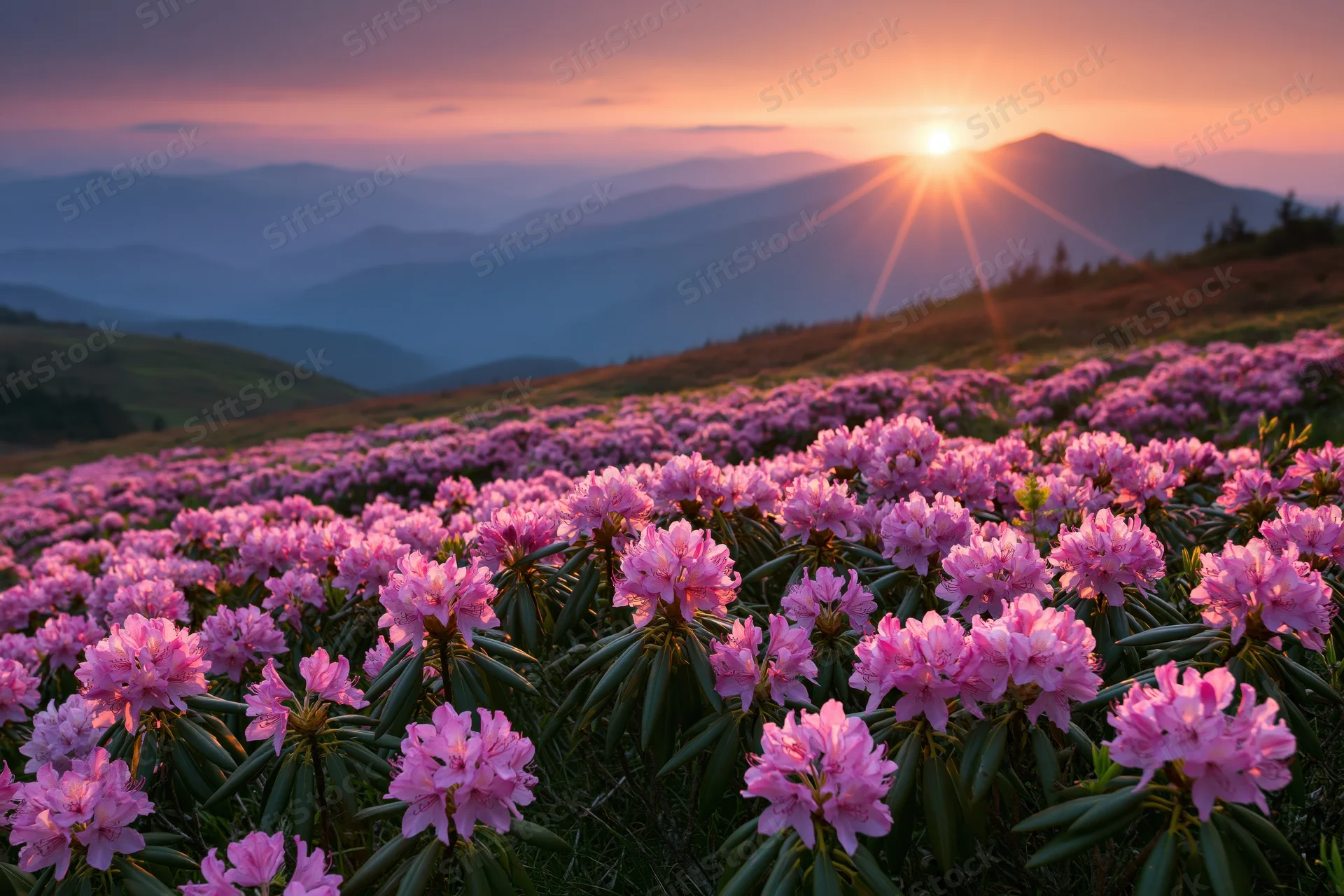 Alpine meadow covered in blooming pink rhododendrons at sunrise with mountains in the distance