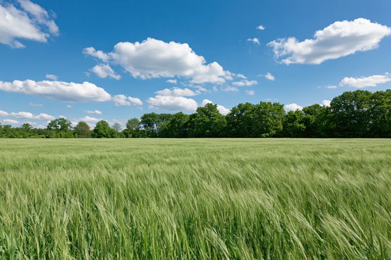 Green wheat field stretching to horizon under blue sky with scattered clouds in early summer rural landscape