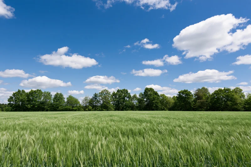 Green wheat field stretching toward a tree line under a blue sky with scattered clouds in early summer